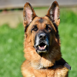 GSD 250X250