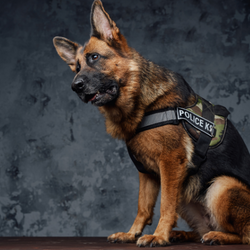 K9 250X250