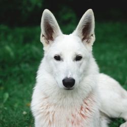 white GSD 250X250