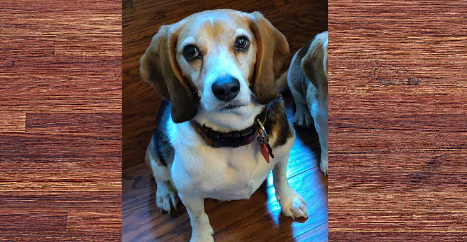 how long does a beagle live