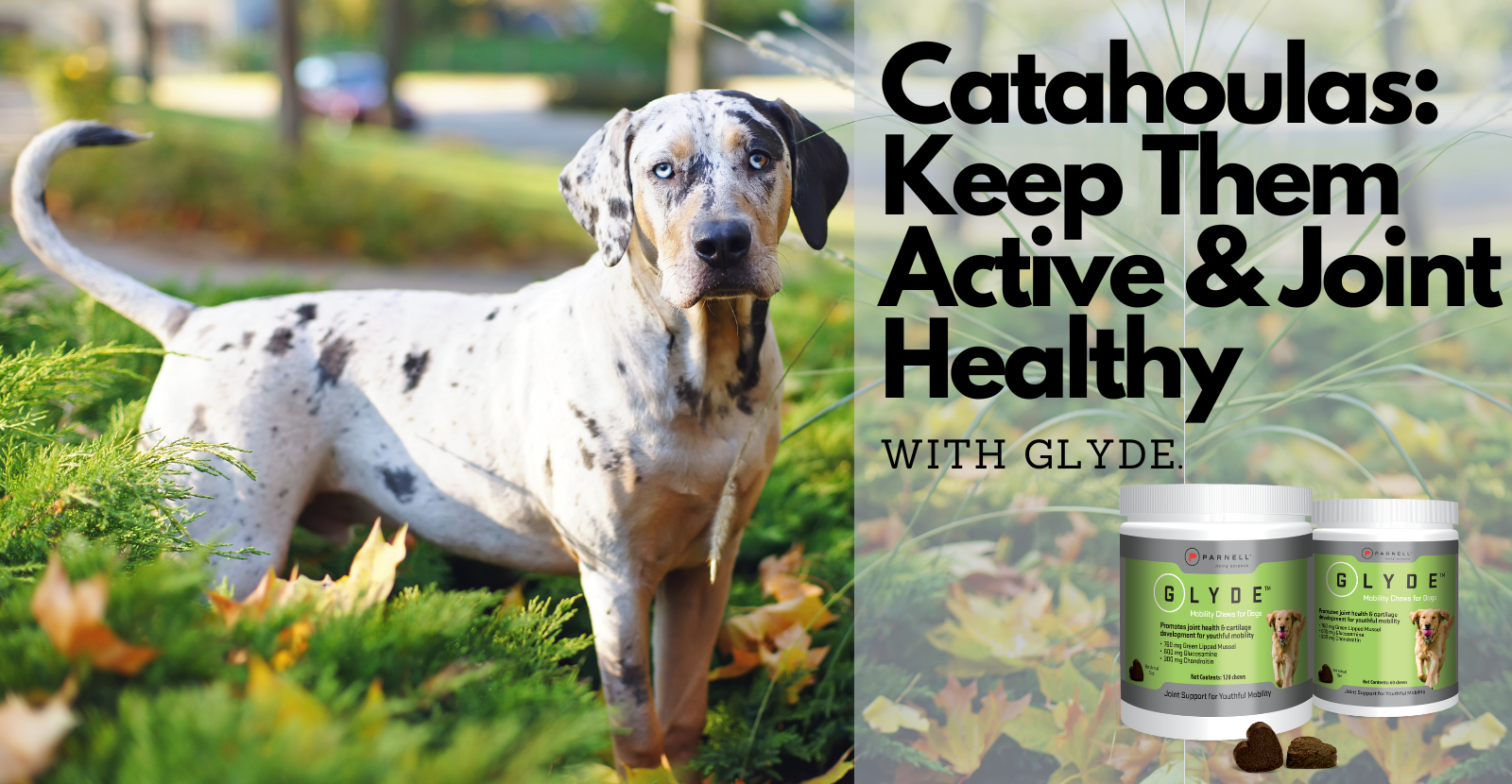 Nurturing the Beauty Health and Splendor of Catahoula Dogs